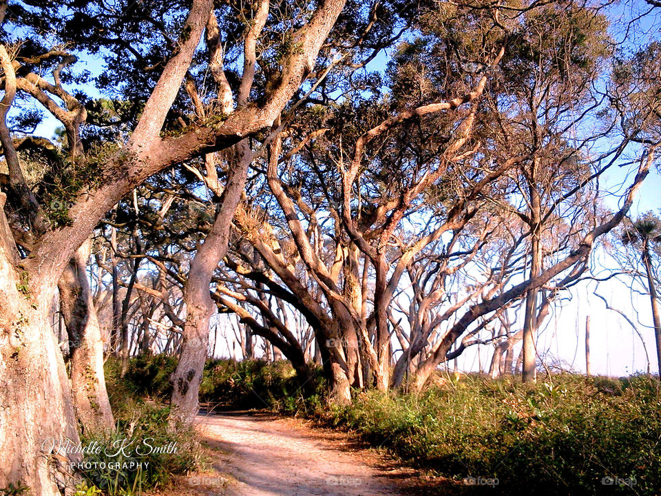 Sunrise Through the Trees Nature Trail