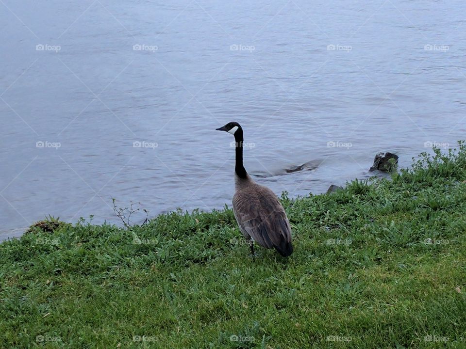 goose ponders sea