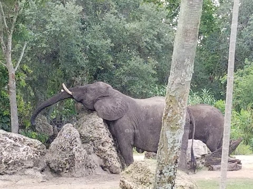 An elephant reaches for something high in the trees.