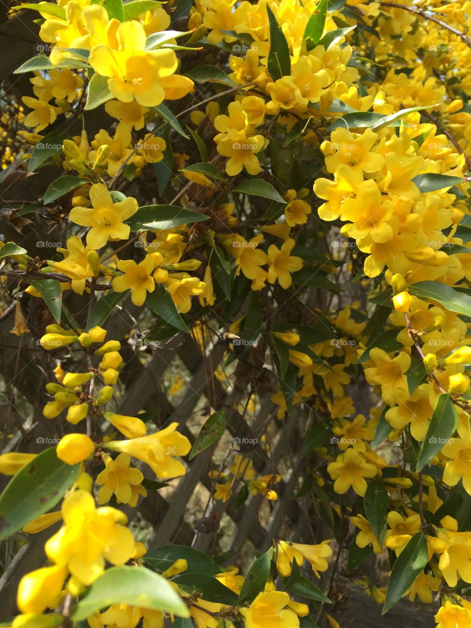 Close-up of flower on fence