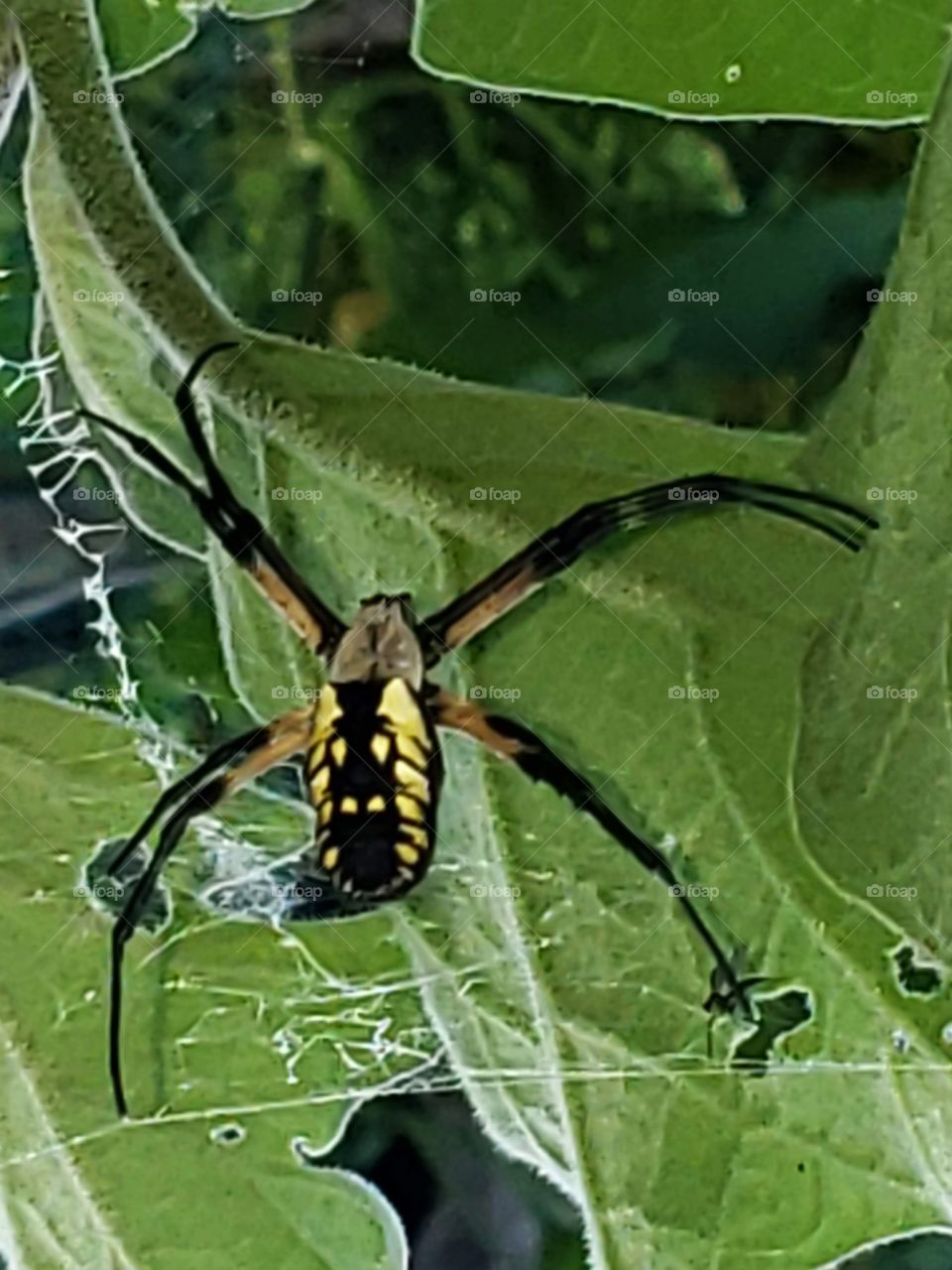 Argiope Aurantia  Garden Spider in Web on Eggplant Leaf