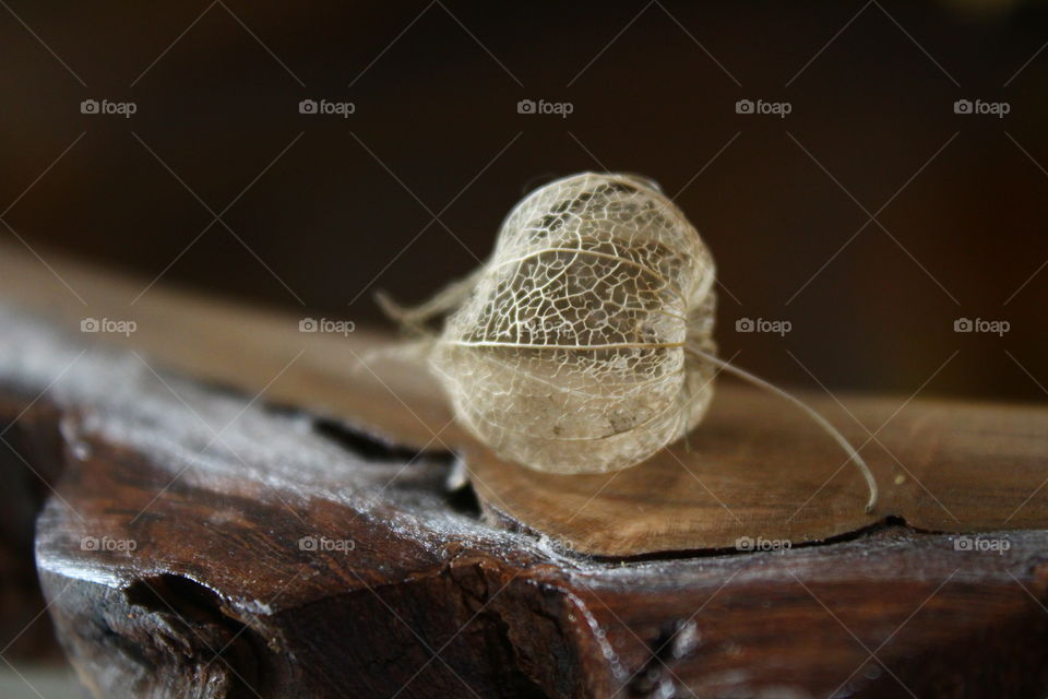 physalis capsule