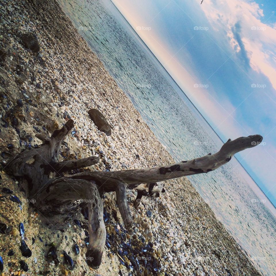 Driftwood on the beach. Driftwood on the beach at golden hour