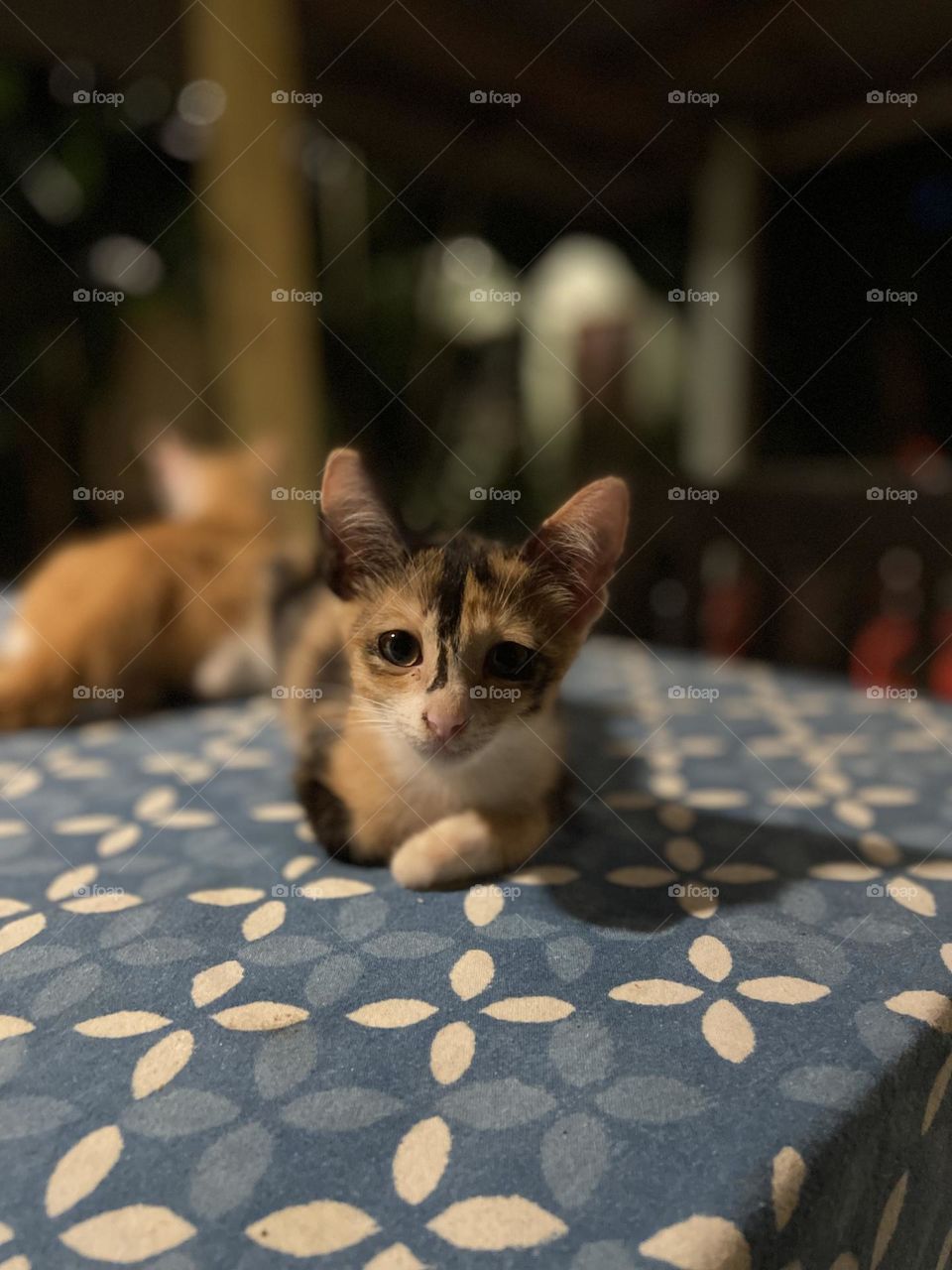 Beautiful baby kitten perched on table 