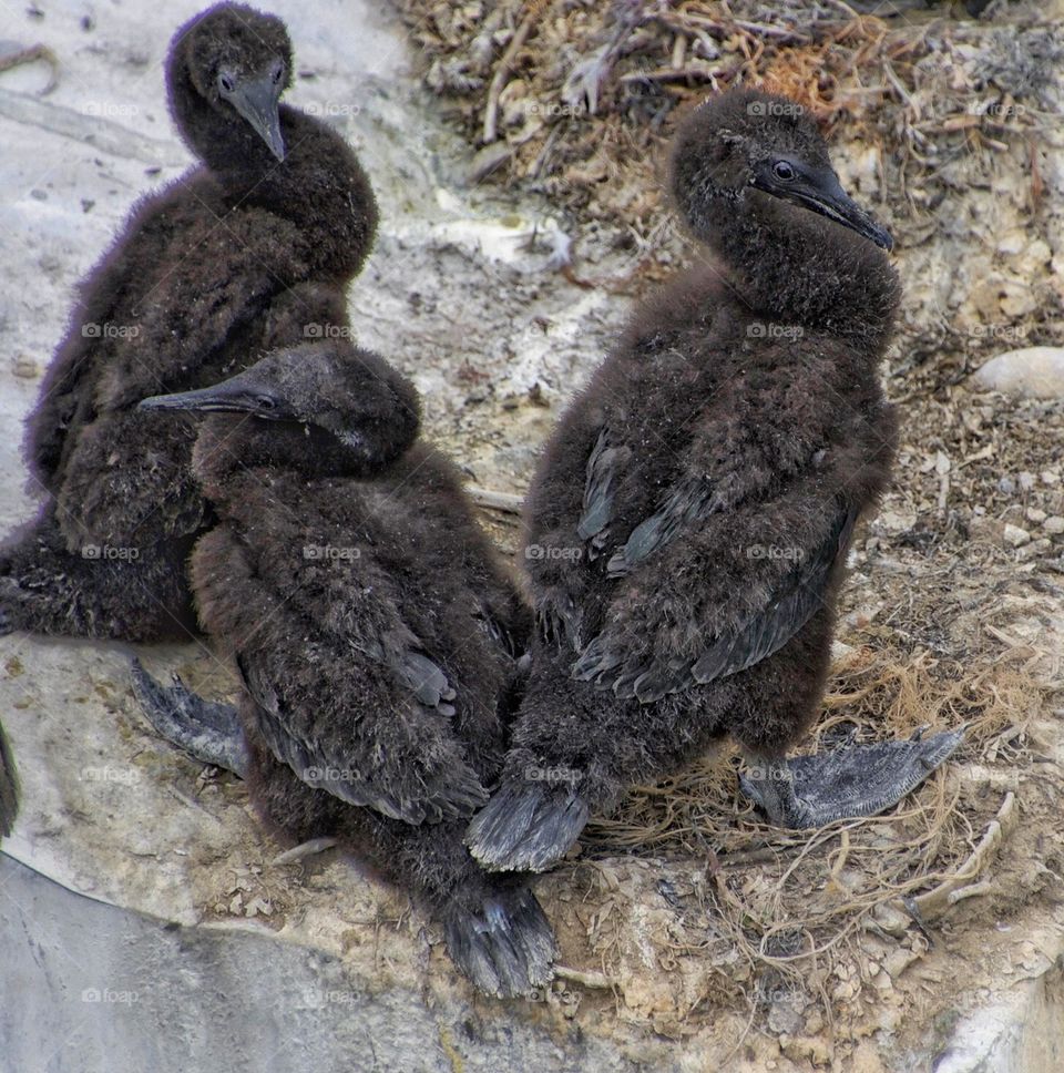 Cormorant chicks