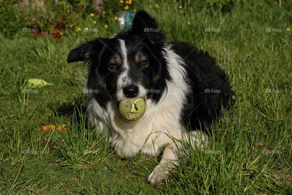 Dog and his ball