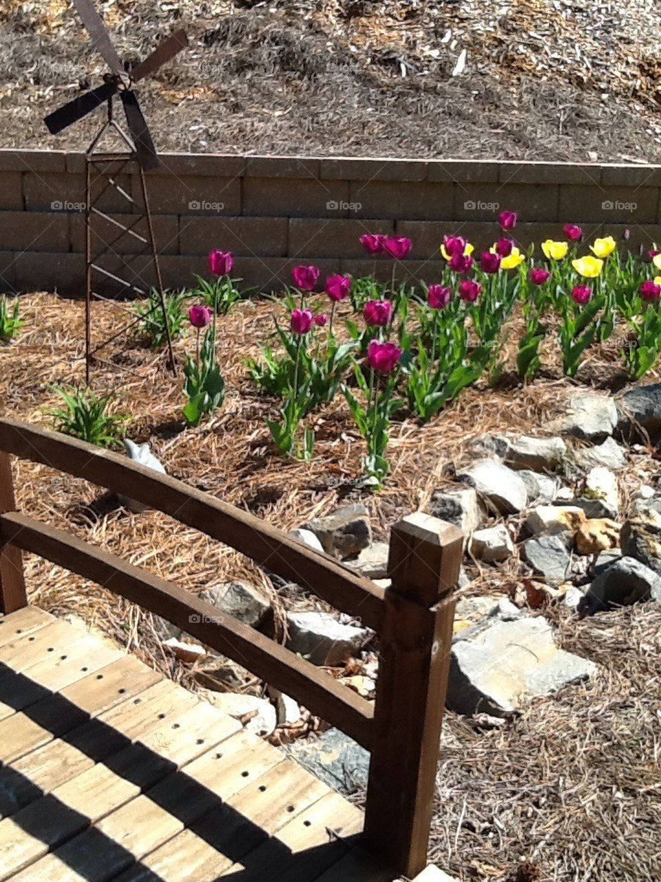 Tulips bridge small windmill