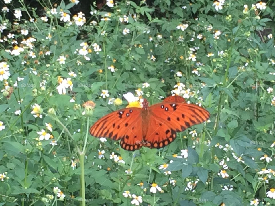 Flying butterfly 