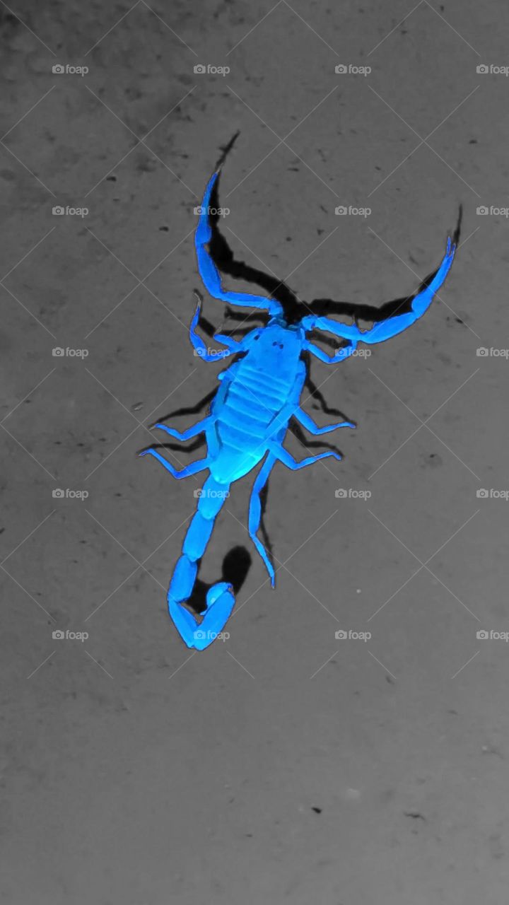 scorpion under blacklight