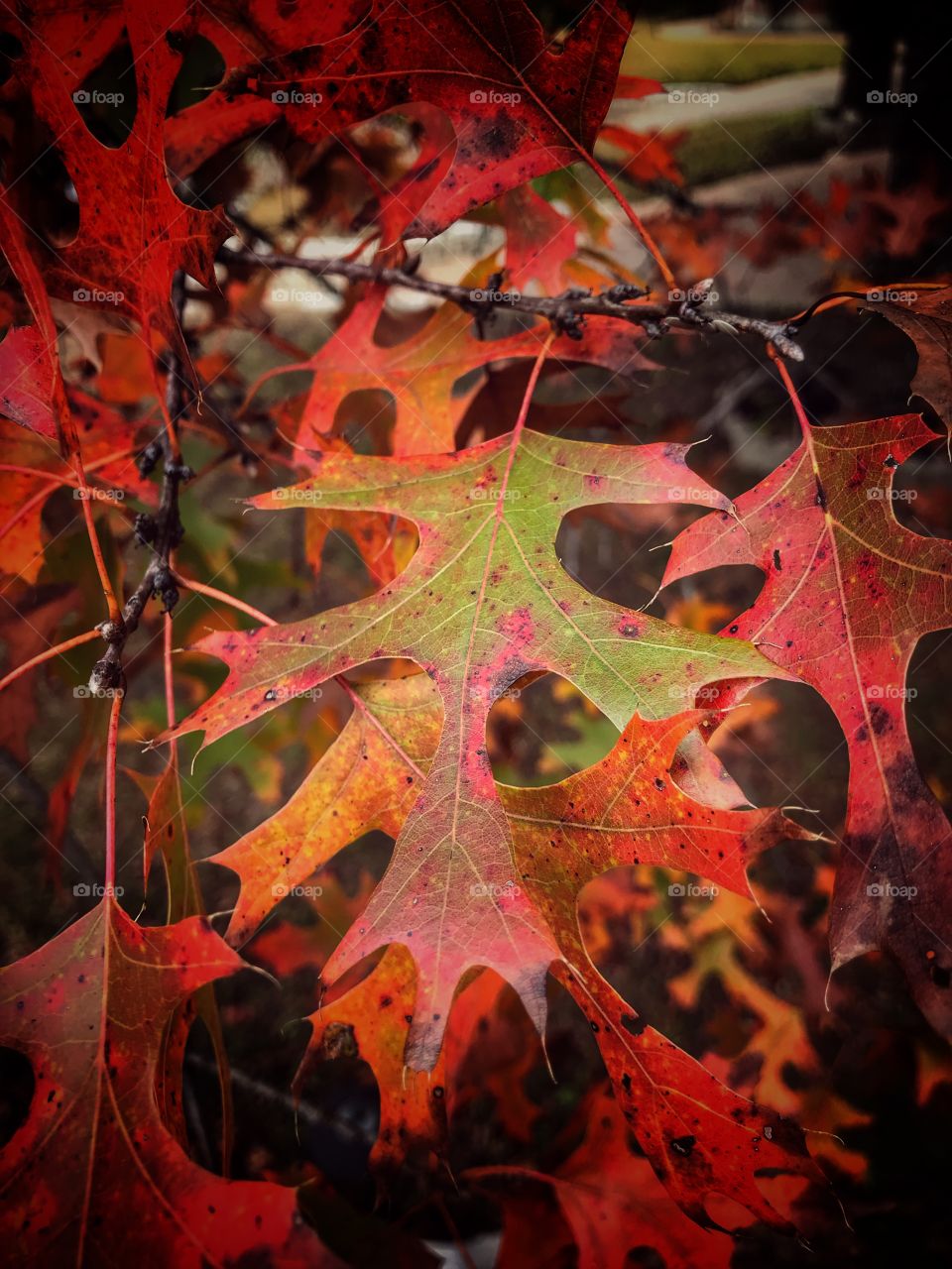 Fall in Texas - even though it is already December there are still oak trees with beautiful colors