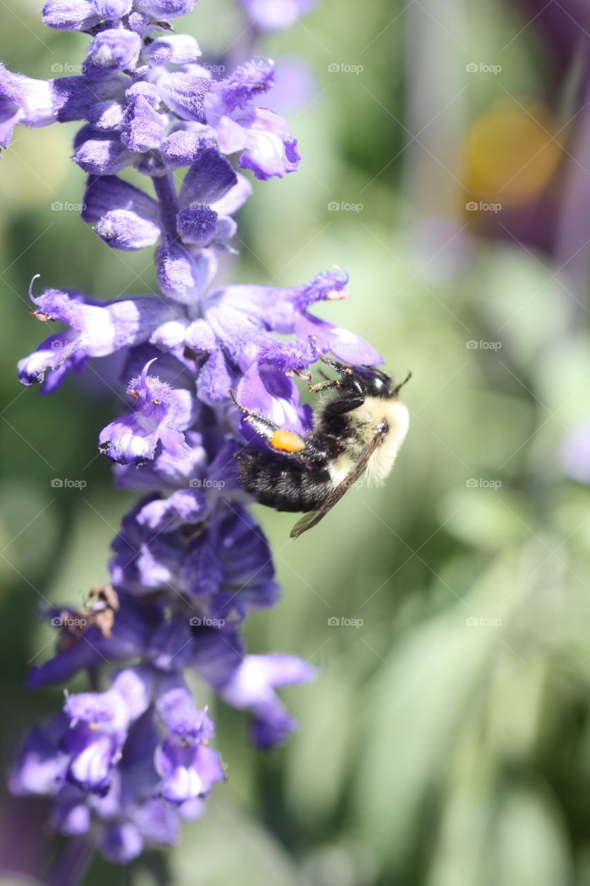 Flower and a bee