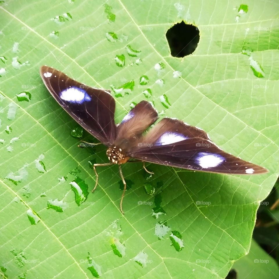 Butterfly rested on the leaf after raining.