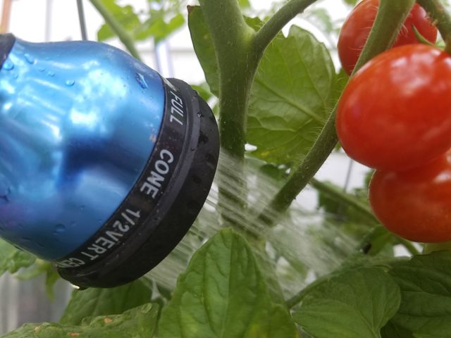 Helping Tomatoes Grow
