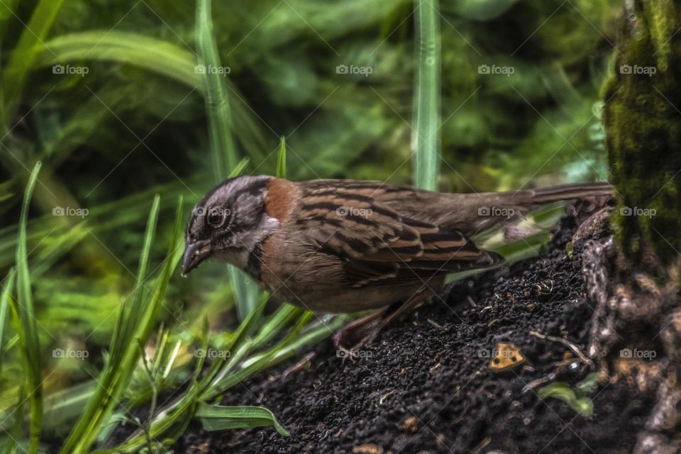 Zonotrichia capencis is a species of sparrow tha is also known as house sparrow