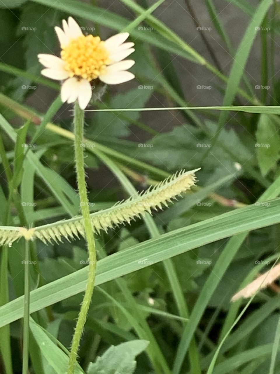 Portrait of a plant.