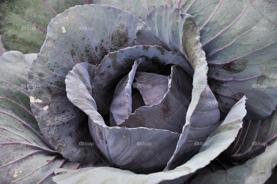 Nature, No Person, Food, Cabbage, Flora