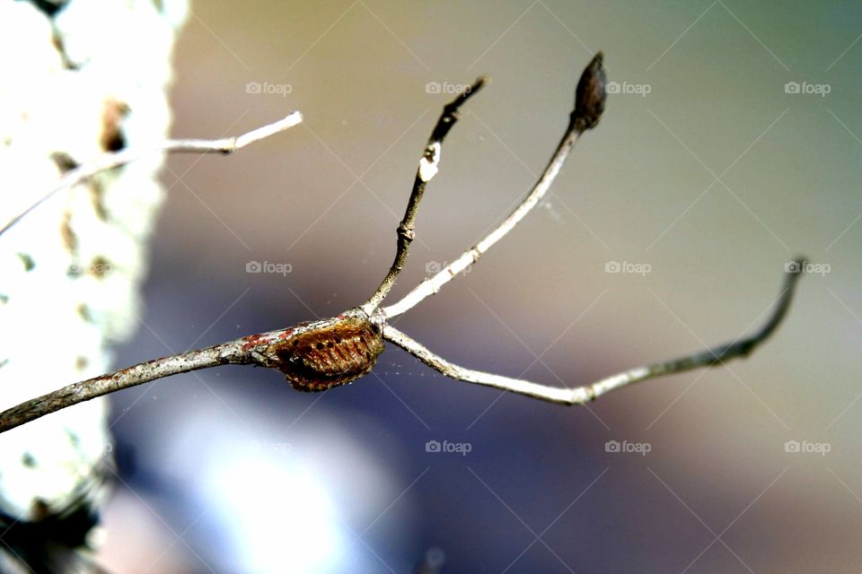 barren branches