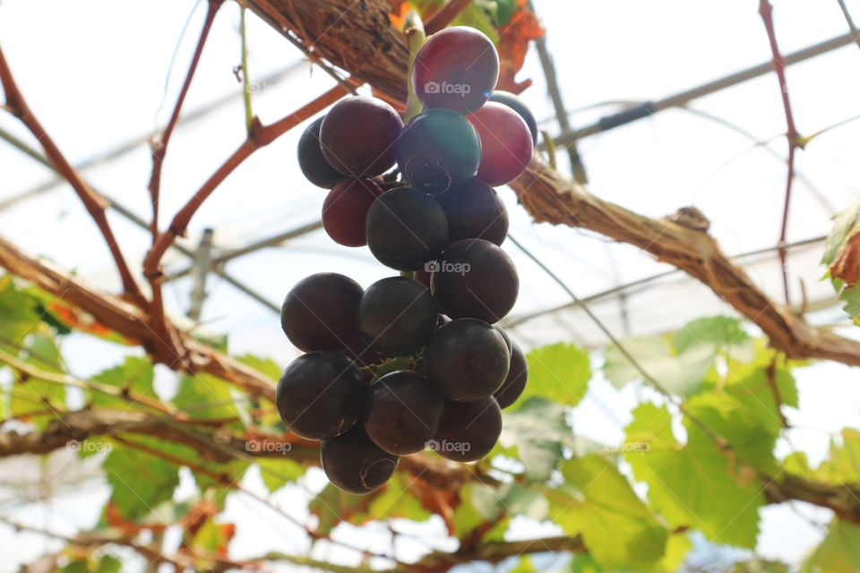 grape in a fruit farm