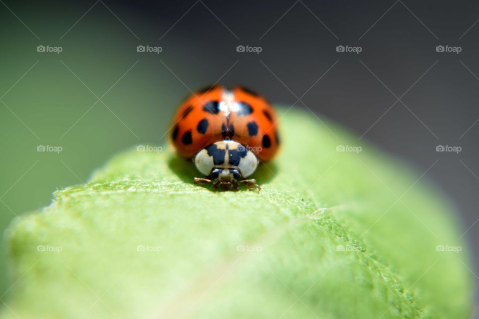 Close-up of ladybug on leaf