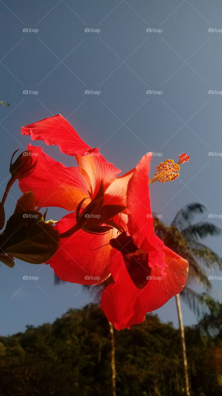 PLANT, GARDEN, LEAVES, FLOWERS, ENVIRONMENT.