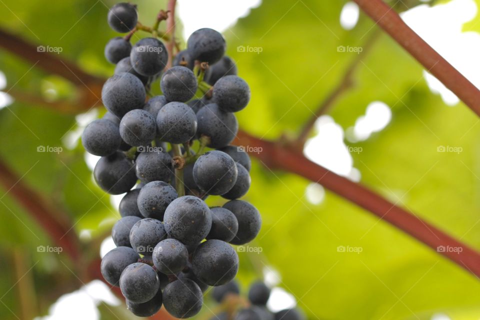 Close-up of blue grapes