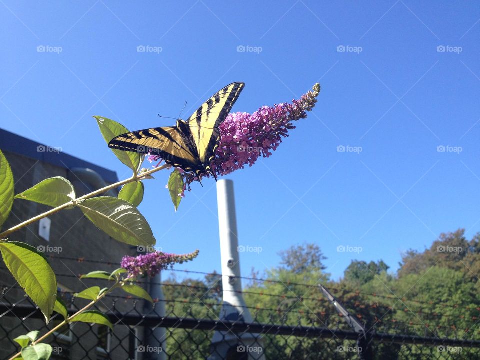 Monarch butterfly resting on lilac outside of water treatment plant hence the fence 