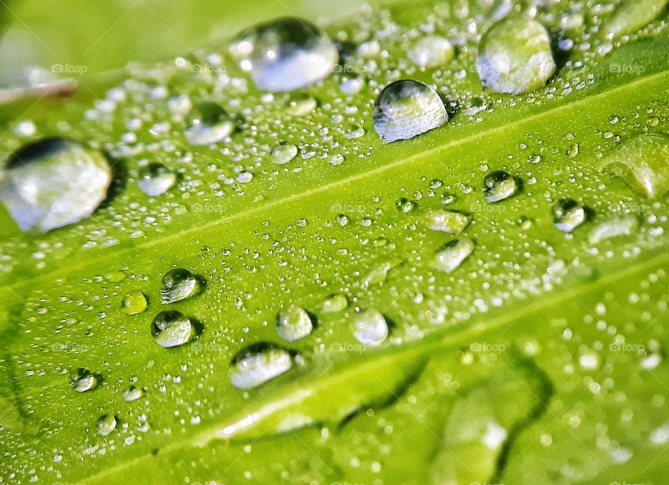 fresh dew on banana leaf