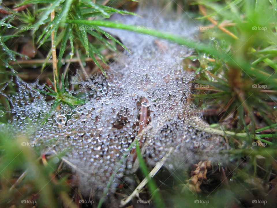 macro grass water web by bubu