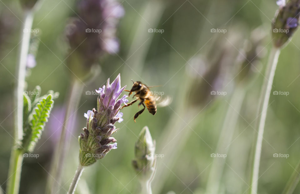 Bee pollinating lavender flower