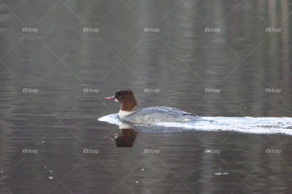Female duck swimming - merganser - goosander  - and storskrake simmar