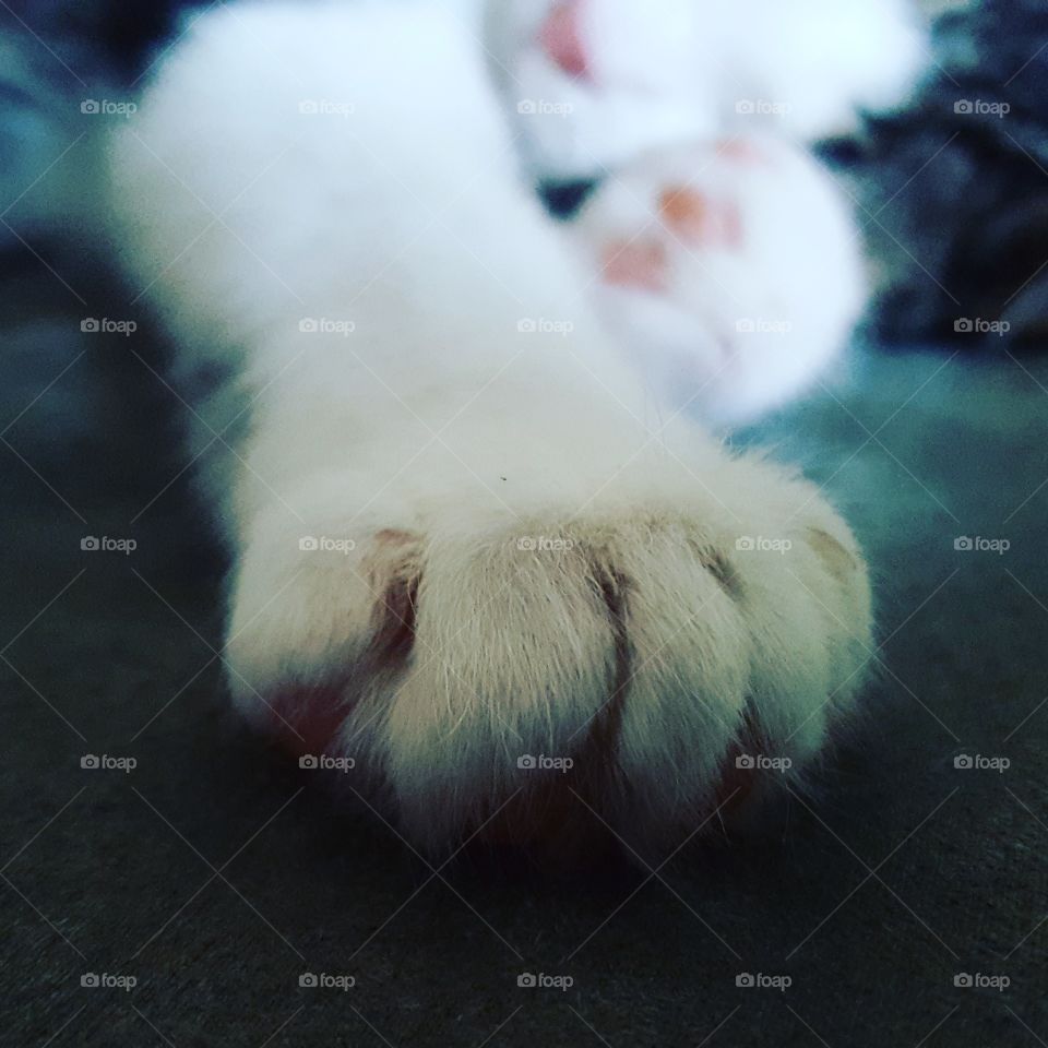 Kitty paws