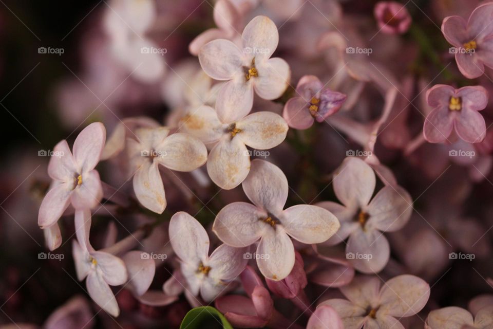 lilac flower