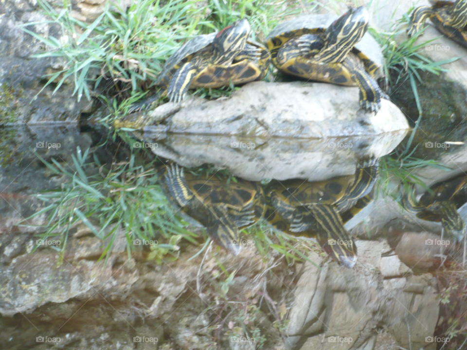 grass water turtle reflections by TurdOnTheRun