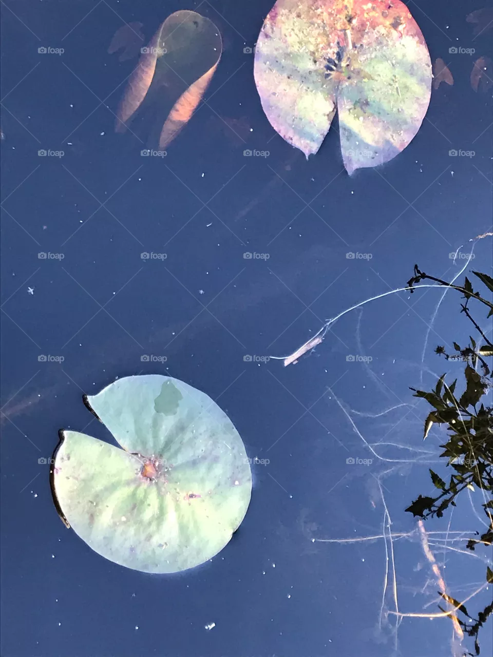 Lily pad