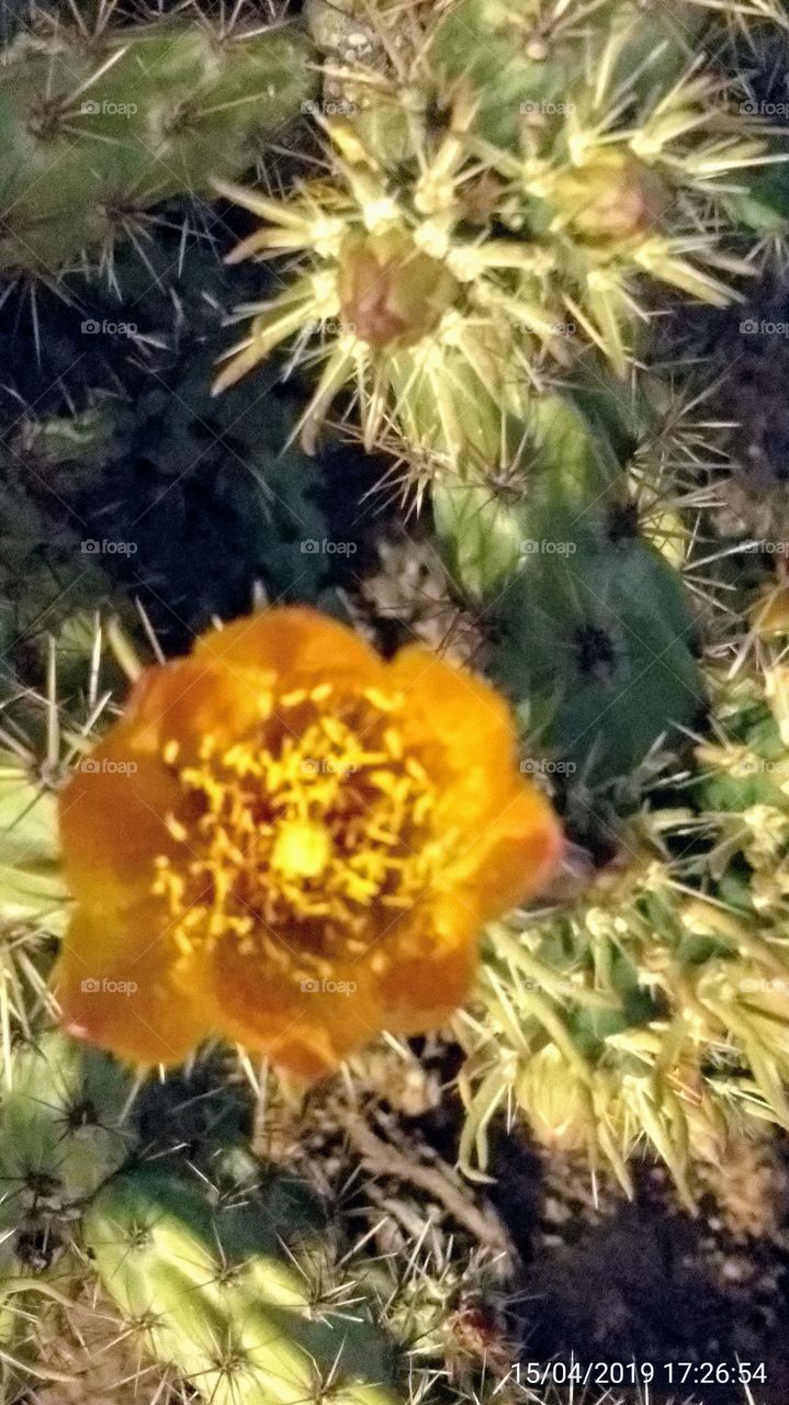 Close up of Cholla cactus Spring bloom