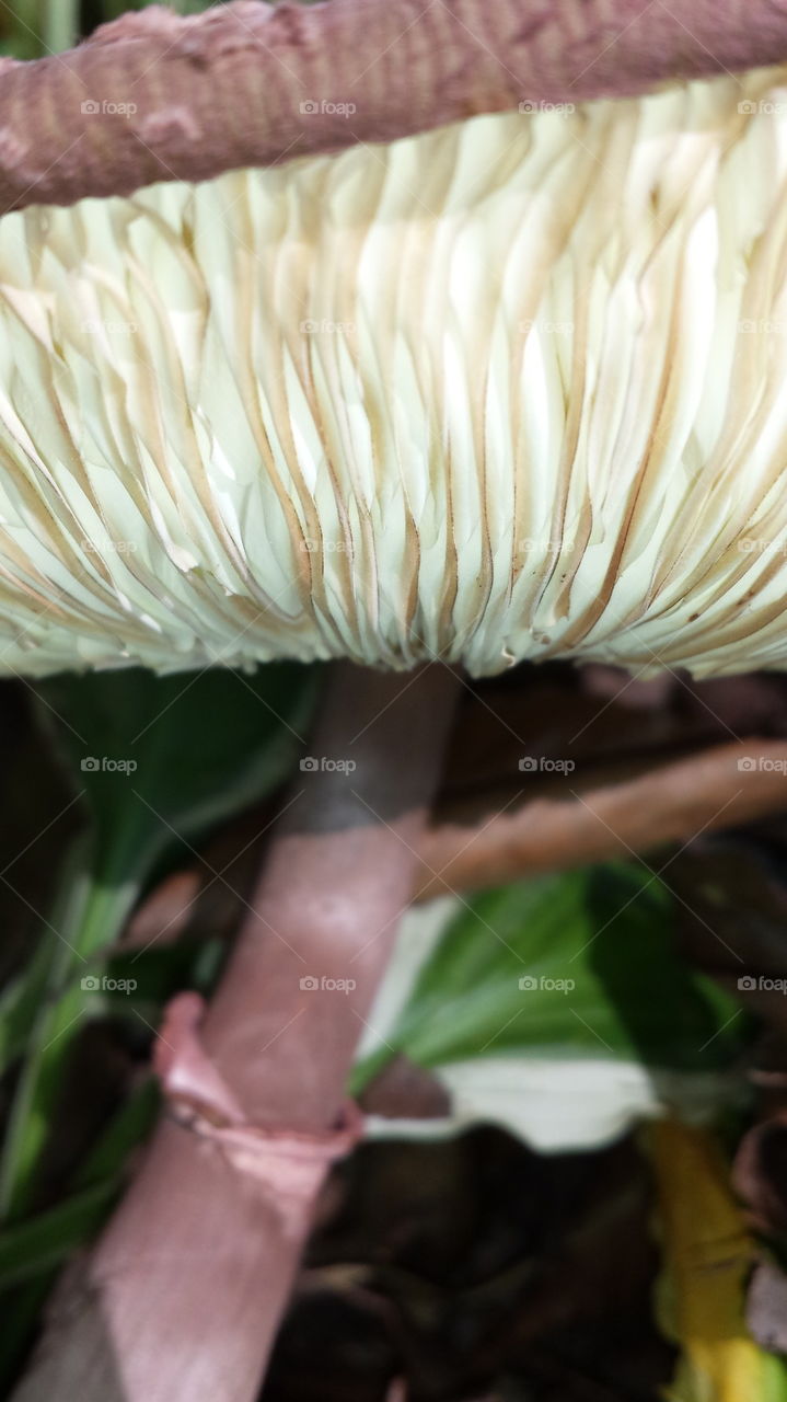 mushroom