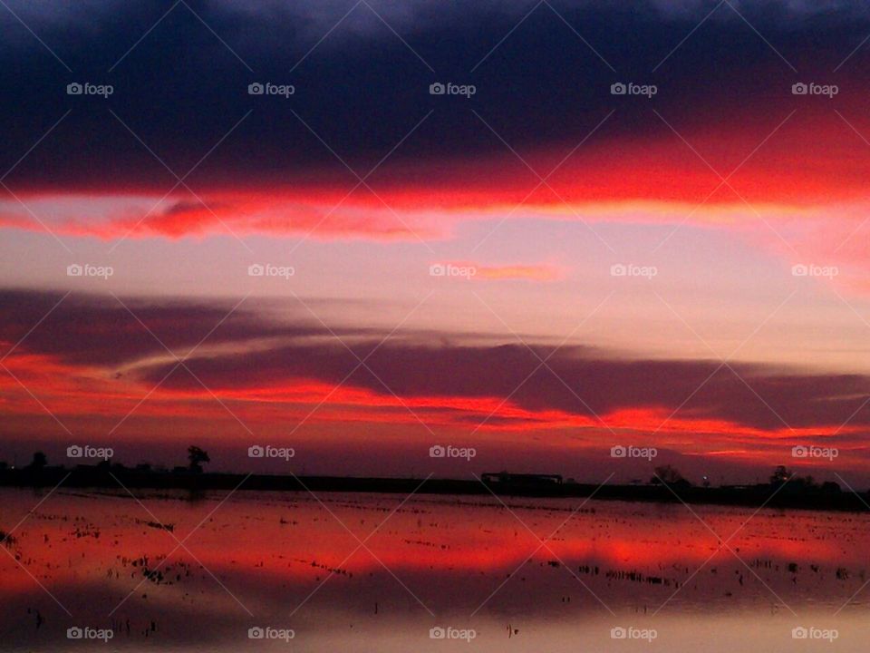 Sunset glows. Sunset California rice field 