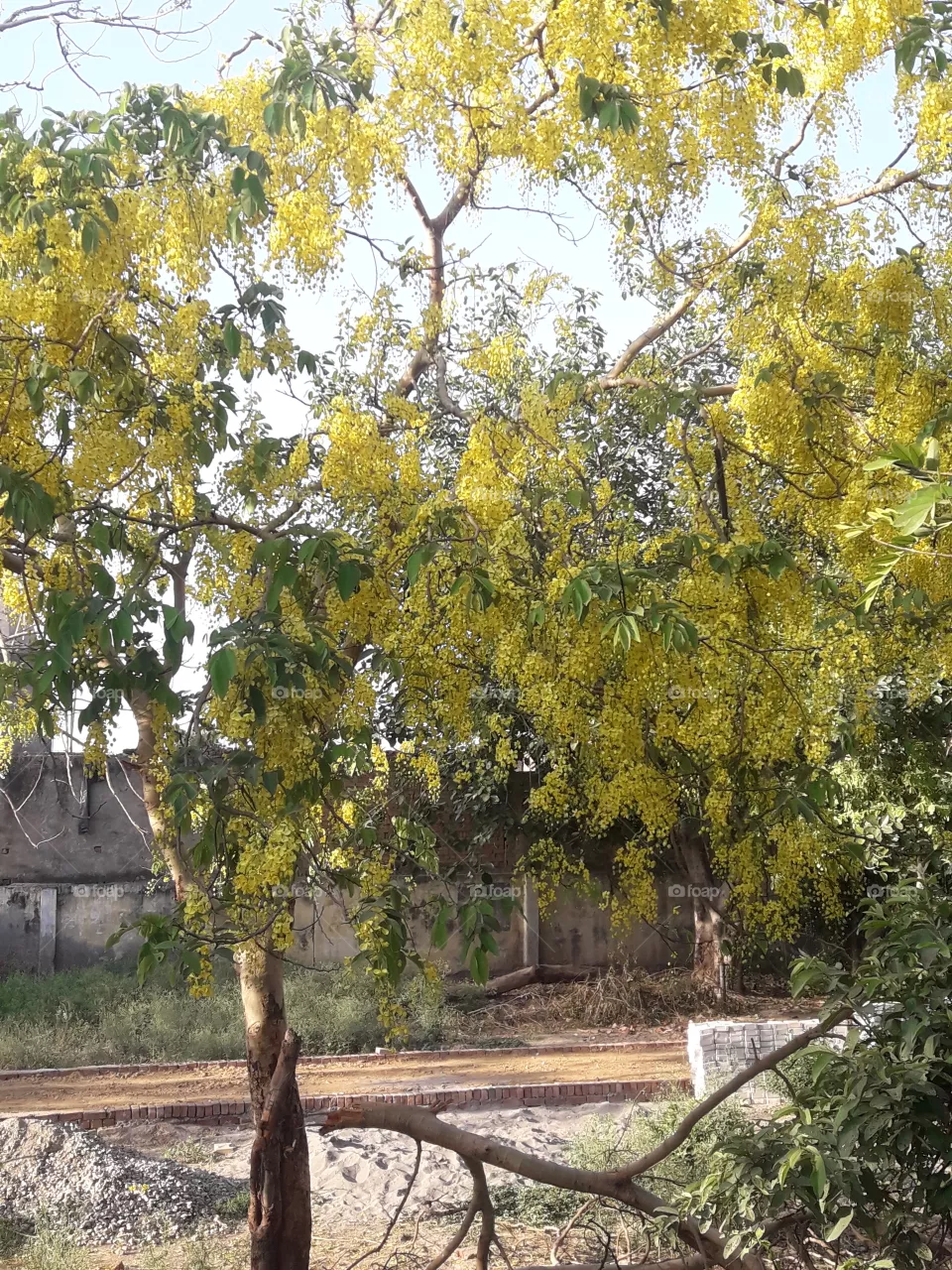 tree