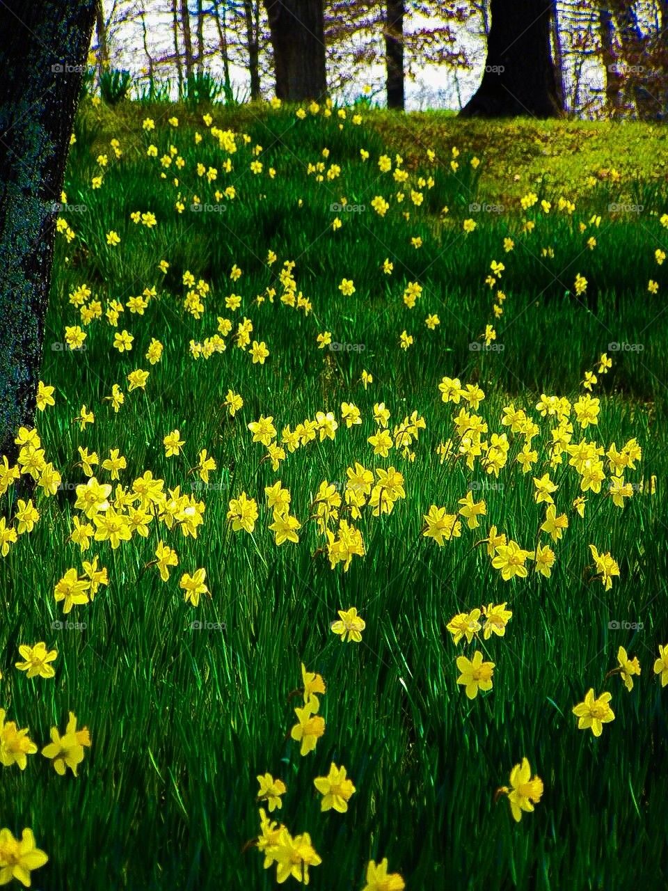 Daffodils creeping up the hill