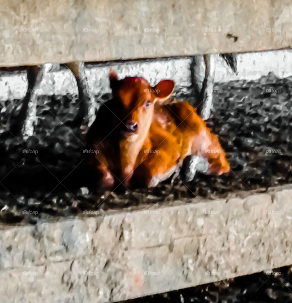 A wonderful, brown calf providing itself a chance to wallow in the mud until it's mom comes back