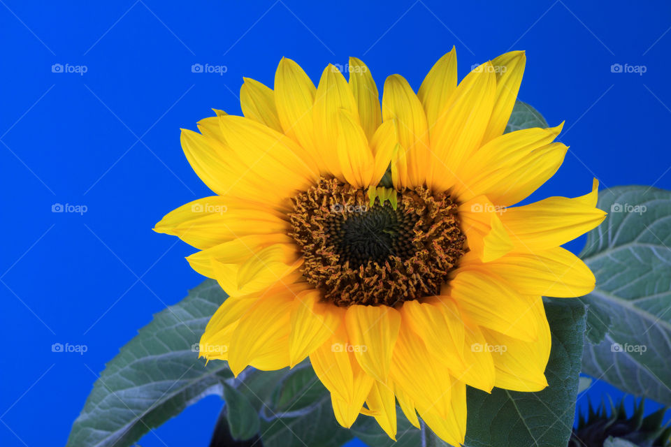 Sunflower on blue background