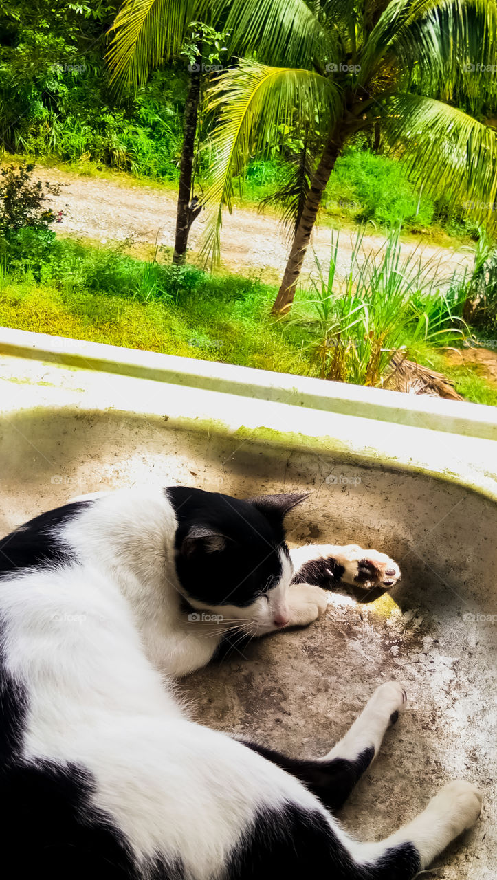 black and white color