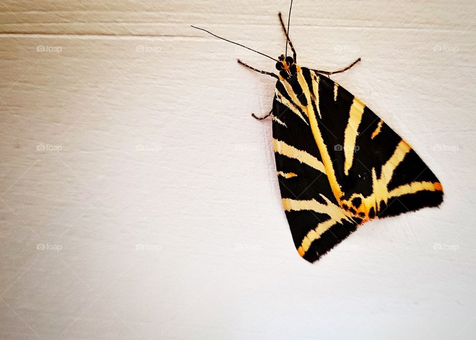 Jersey Tiger moth