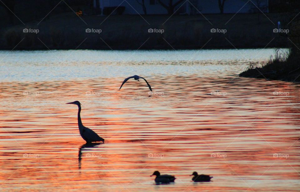 life at the lake during sunset