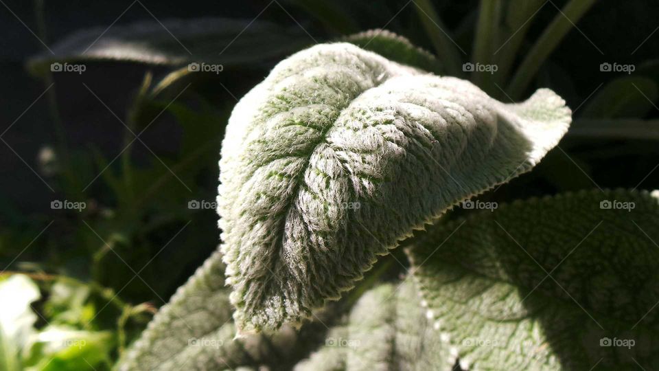 Close-up of lambs ear leaf