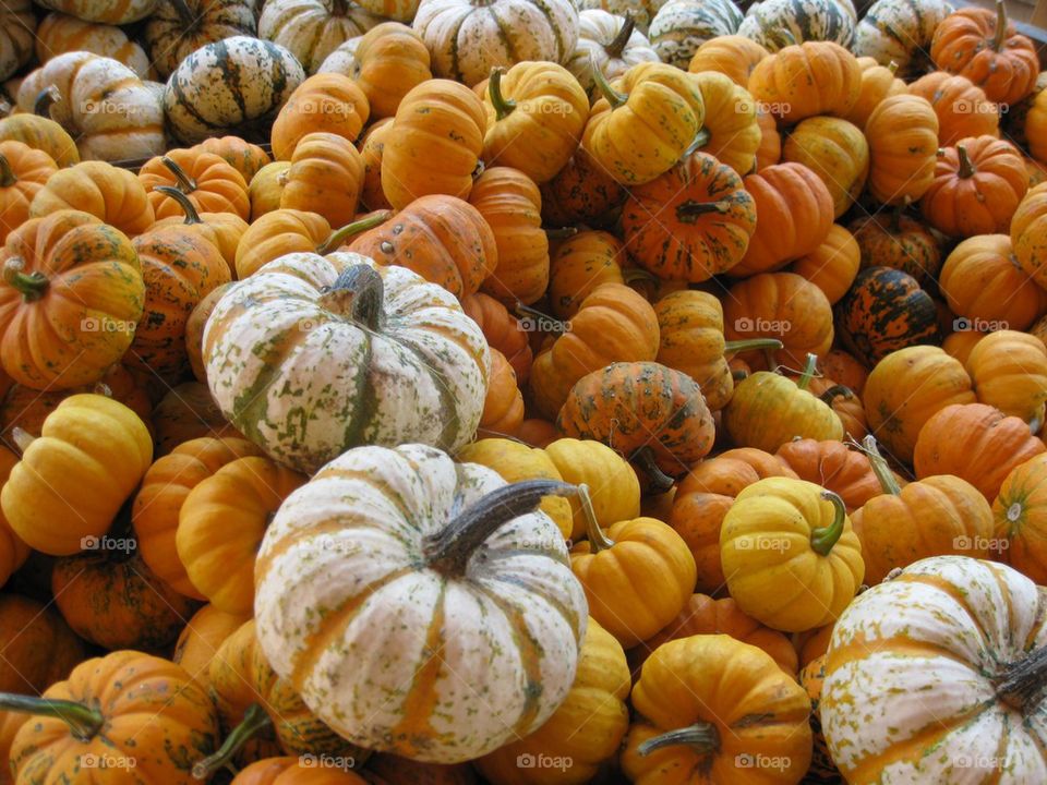 Tons of pumpkins 
