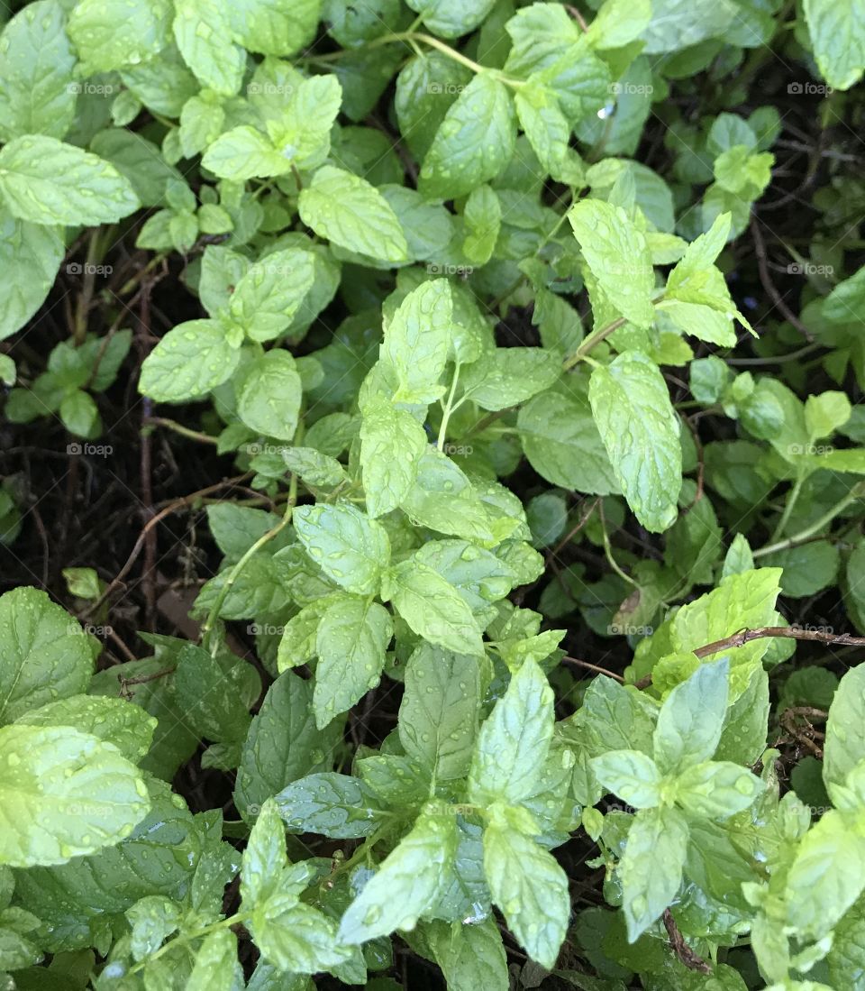 Fresh growing Mint leaves 