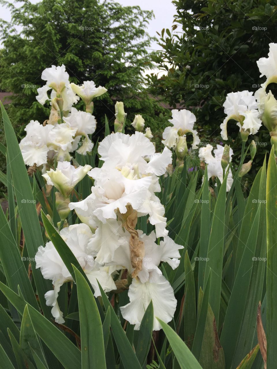 White Iris