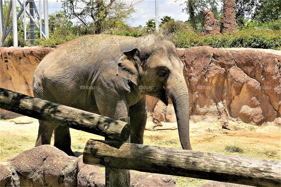 Elephant At The Zoo