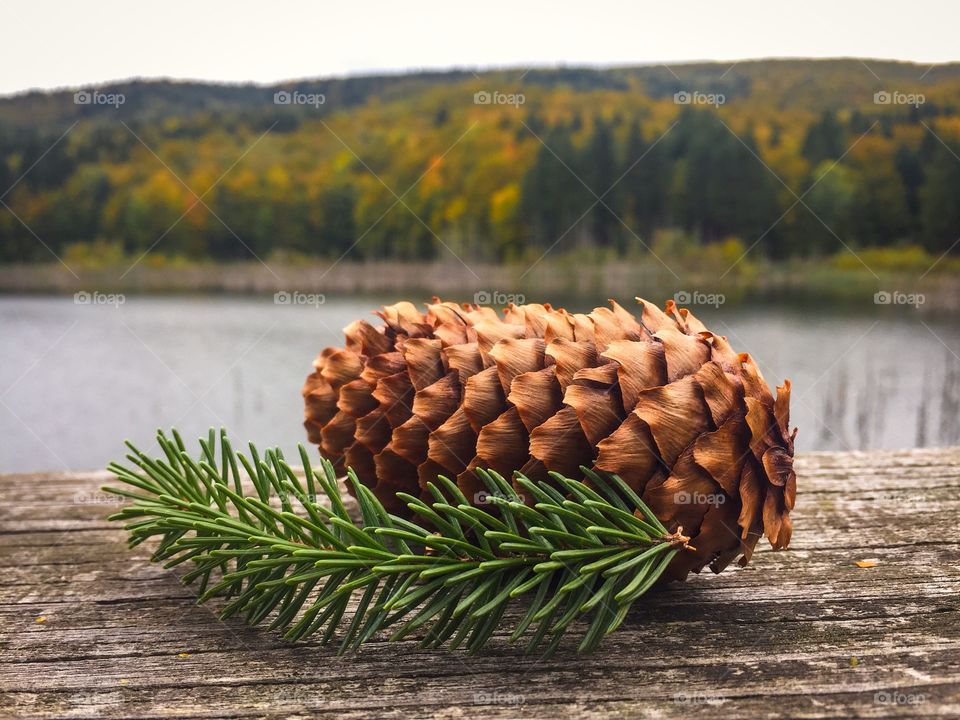 Pine cone and evergreen branch with lake and trees in the background 